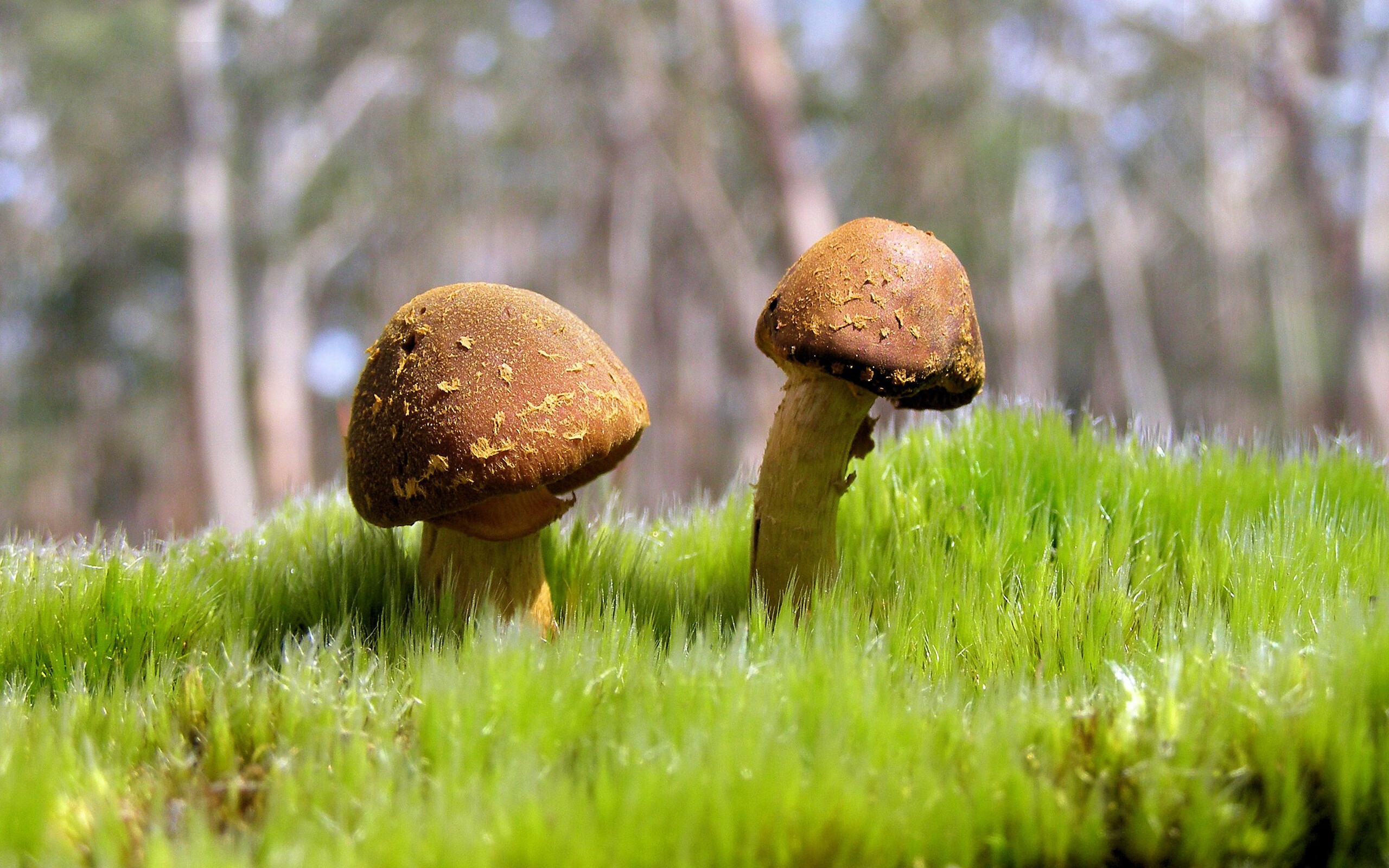 九游娱乐-意大利举重选手在女子比赛中获得铜牌，意大利举重小哥zanni