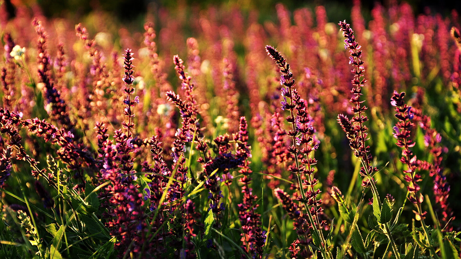 九游娱乐入口-拜仁遭遇曼城:激烈对决引人期待,拜仁对阵曼城