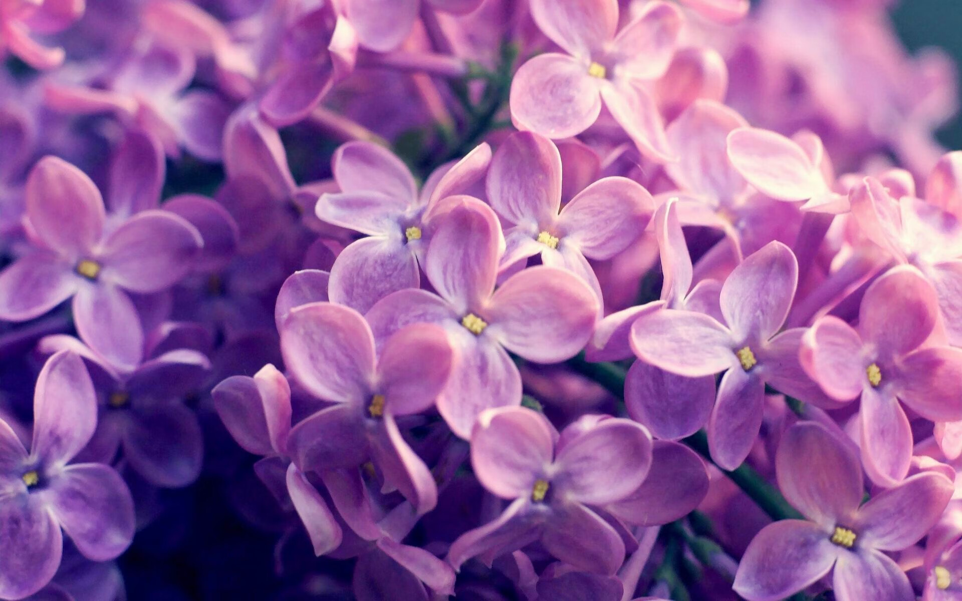 九游注册-新兴球队崭露头角，波兰队不容忽视，波兰队球员